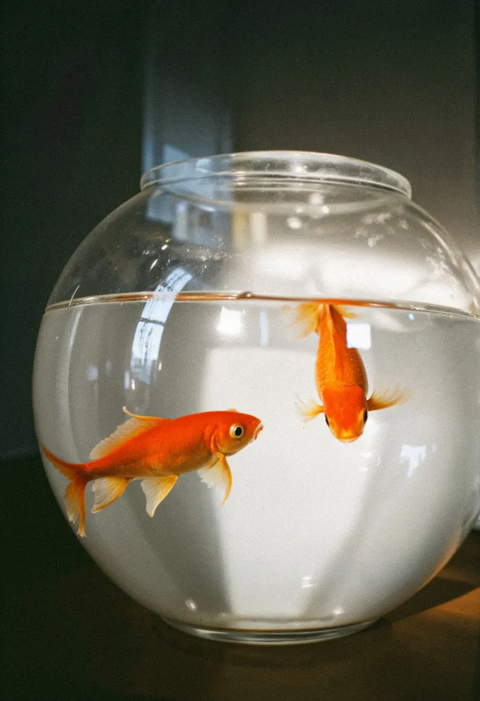 Two Goldfish Swimming Gracefully